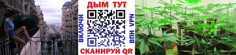 Каннабис конопля  Горячеводский 